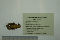 Cambarus maculatus image